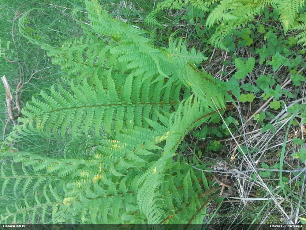 Melnā ozolpaparde, vīrpaparde