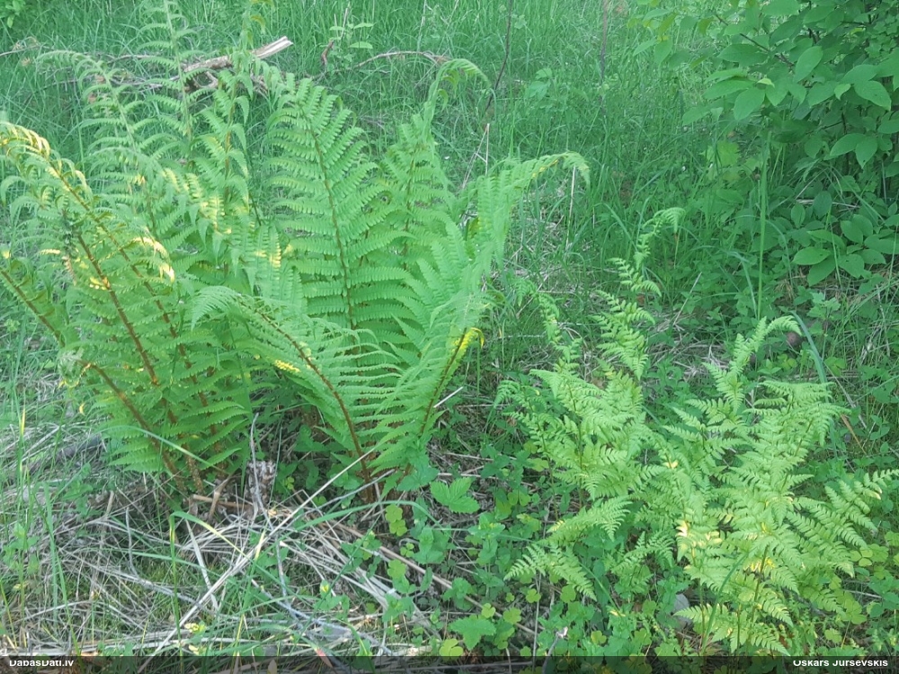 Melnā ozolpaparde, vīrpaparde