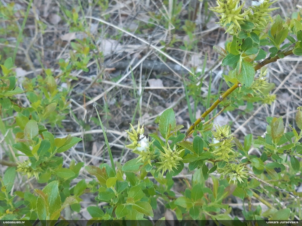 Melnējošais kārkls
