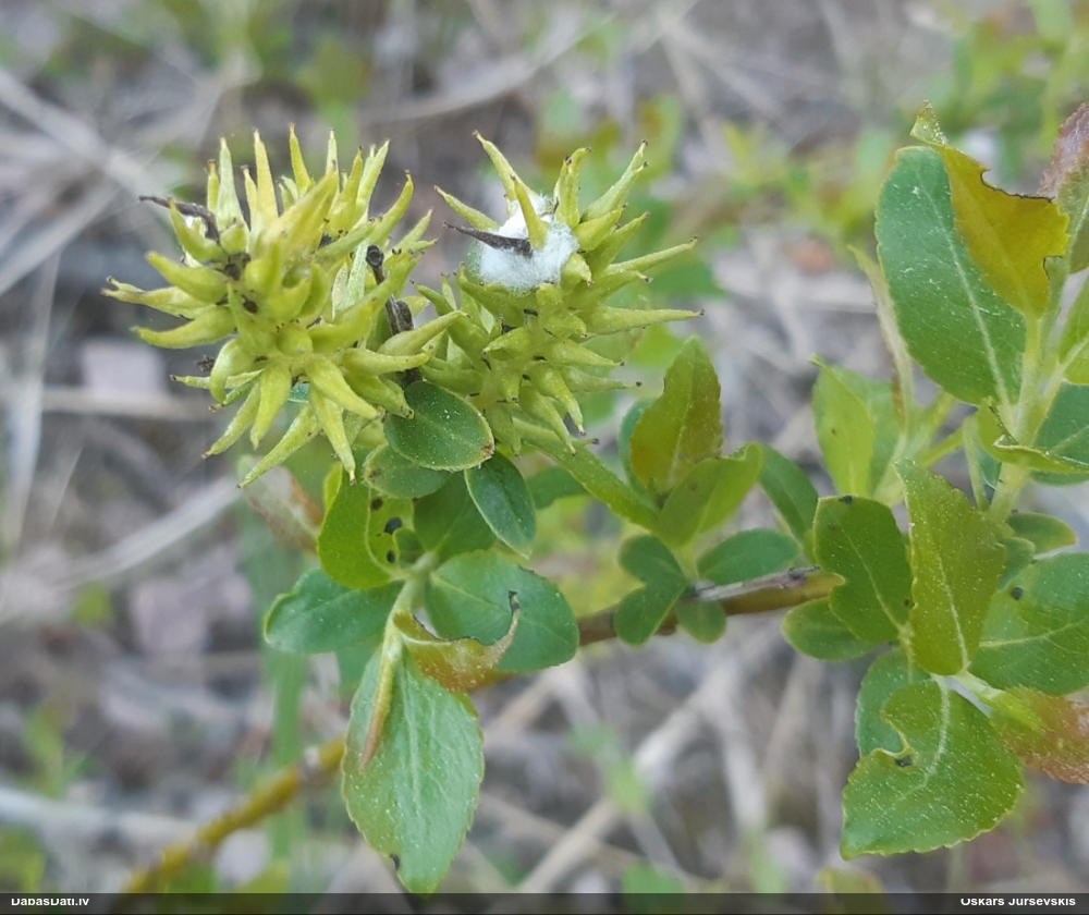 Melnējošais kārkls