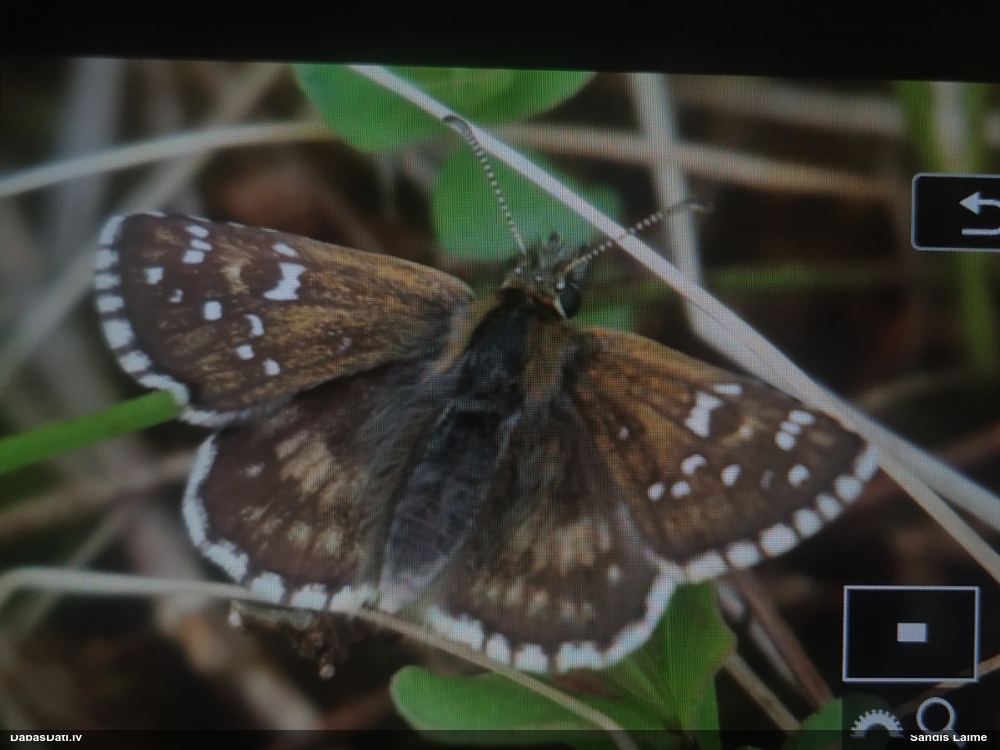 Zeltlapu resngalvītis