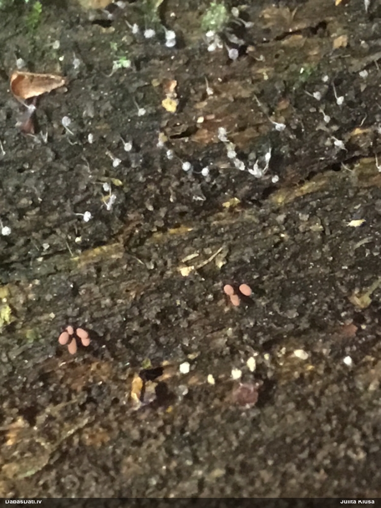 Cilindrīšu dzimtas gļotsēne (nenoteikta)