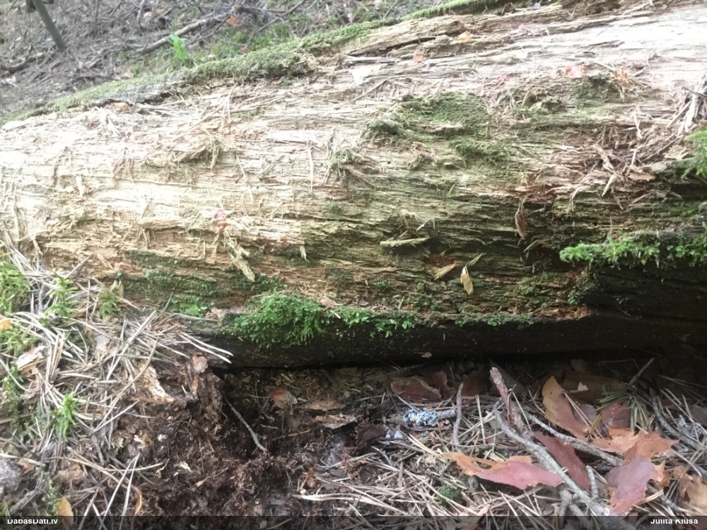 Cilindrīšu dzimtas gļotsēne (nenoteikta)