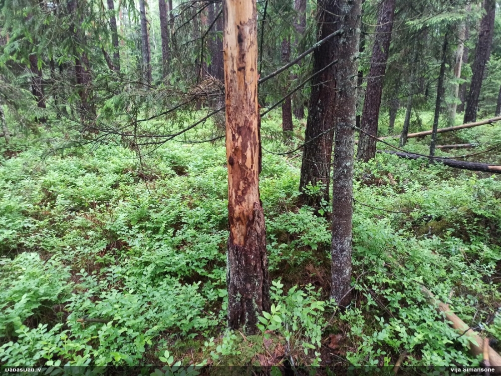 Saplacinātā kūlīte