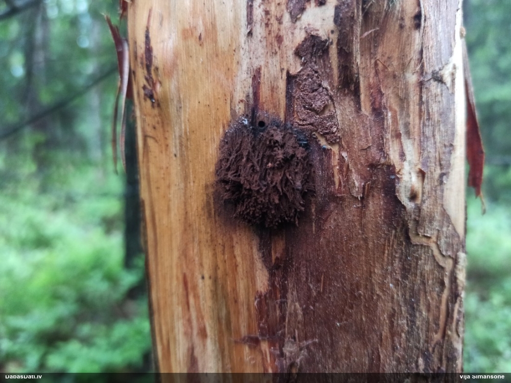 Saplacinātā kūlīte