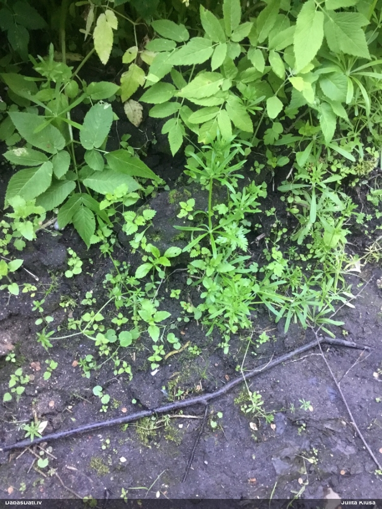 Parastā bumbiervācelīte