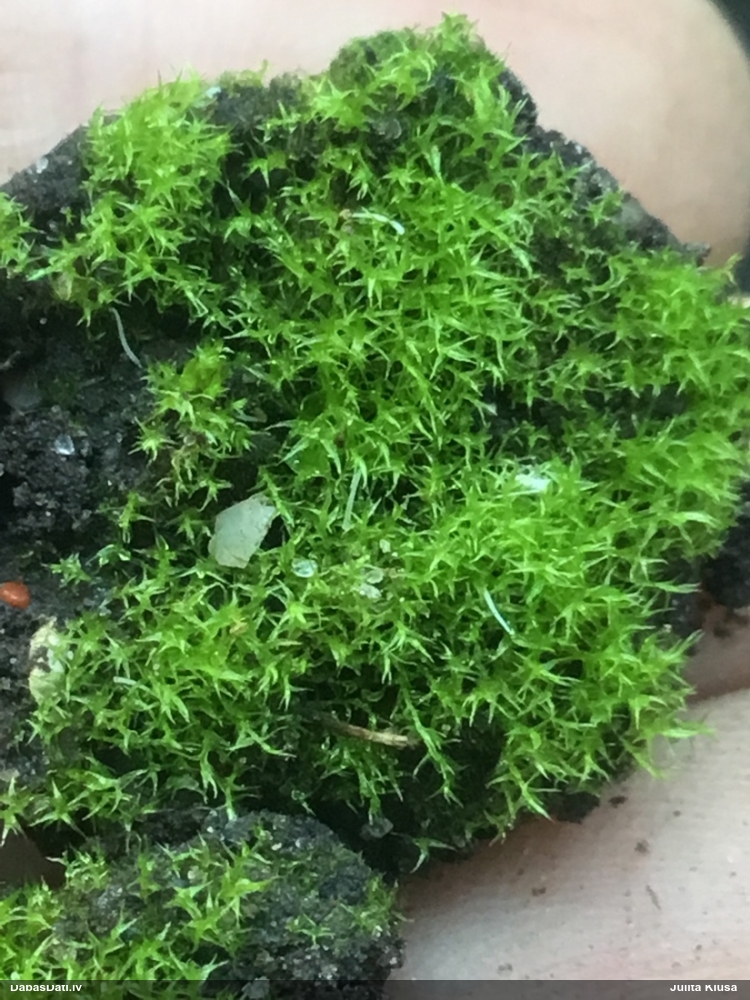 Parastā bumbiervācelīte