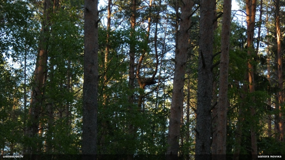 канюк