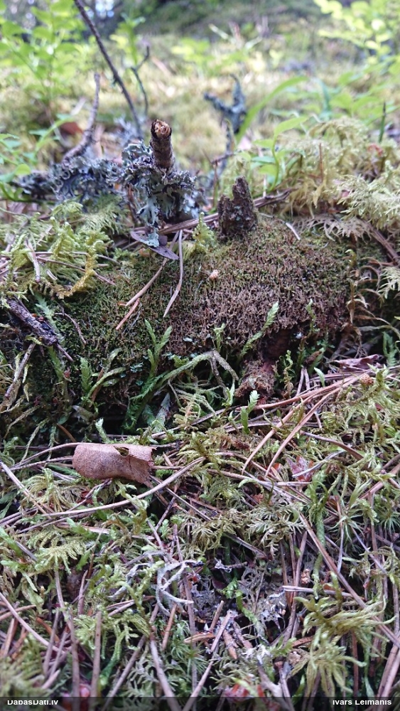 Viļņainā šķībvācelīte