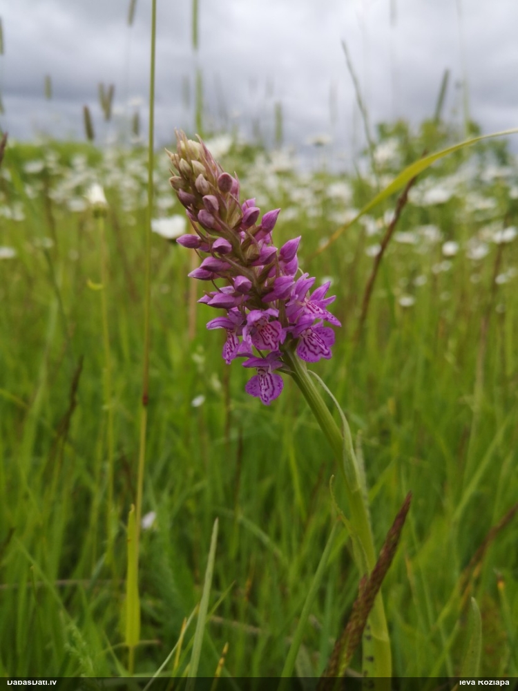 Baltijas dzegužpirkstīte
