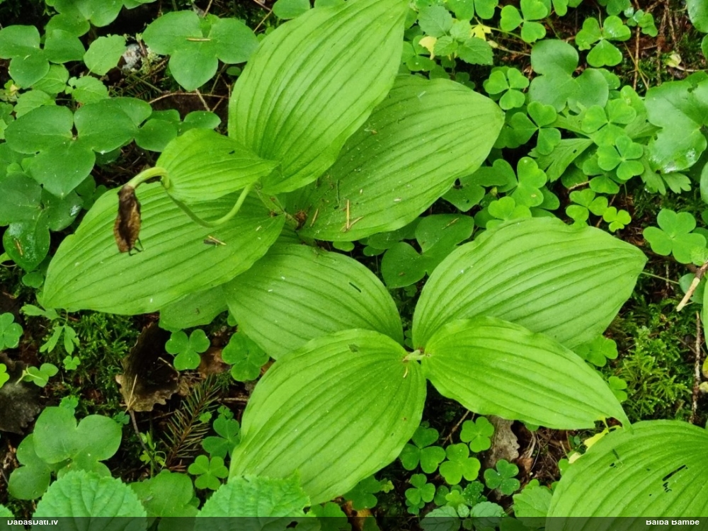 Dzeltenā dzegužkurpīte