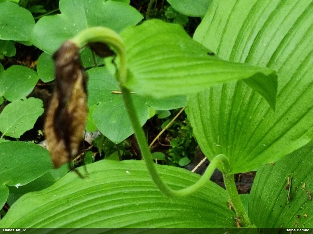 Dzeltenā dzegužkurpīte