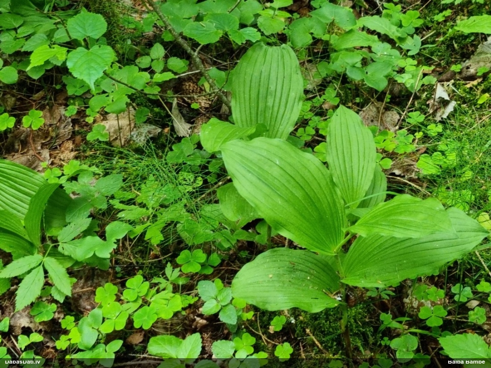 Dzeltenā dzegužkurpīte