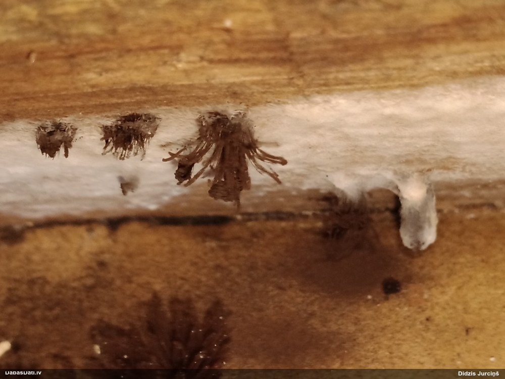 Šokolādes gļotsēne (nenoteikta)