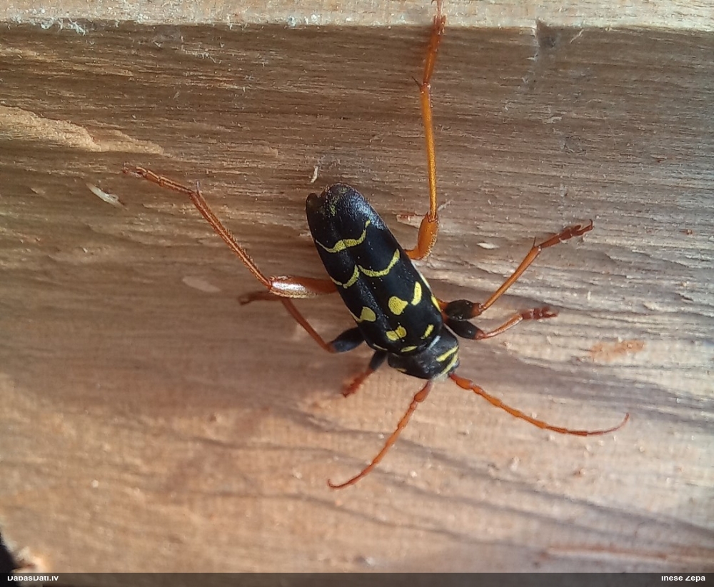 Koksngrauzis Plagionotus arcuatus