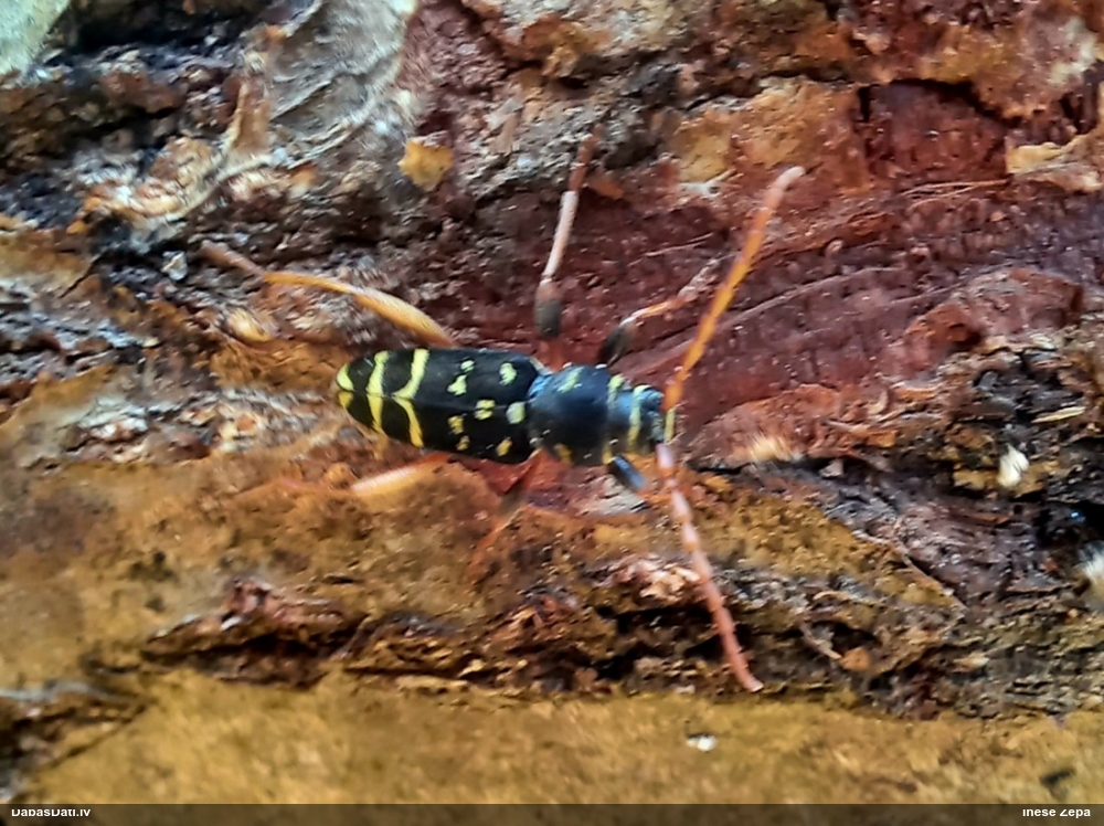 Koksngrauzis Plagionotus arcuatus