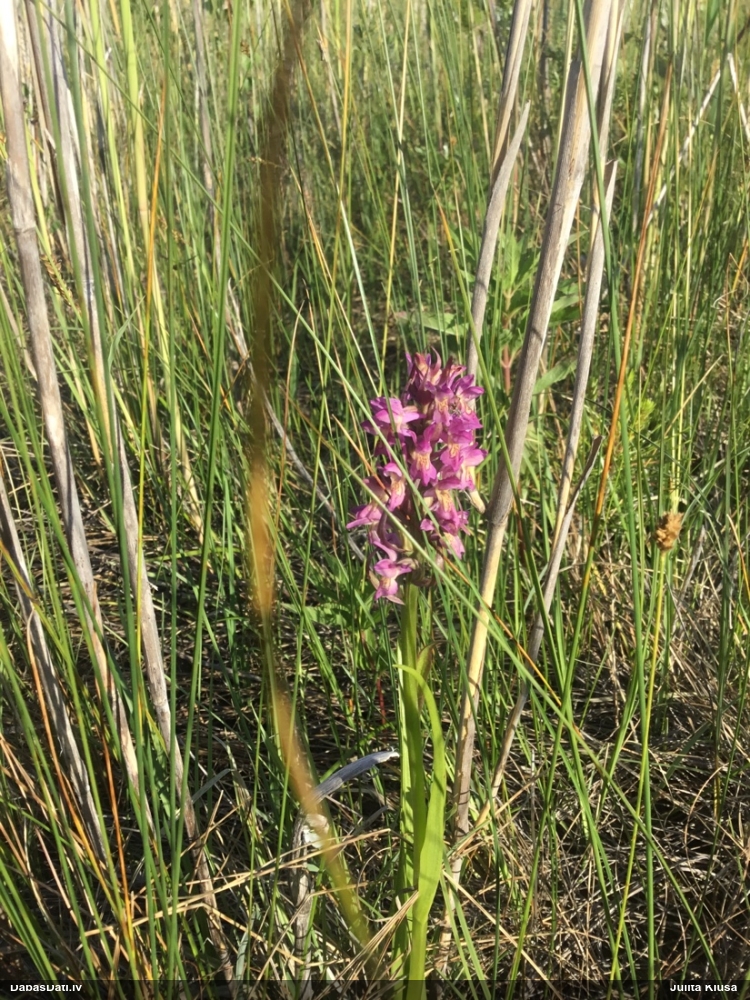 Dažādkrāsu dzegužpirkstīte