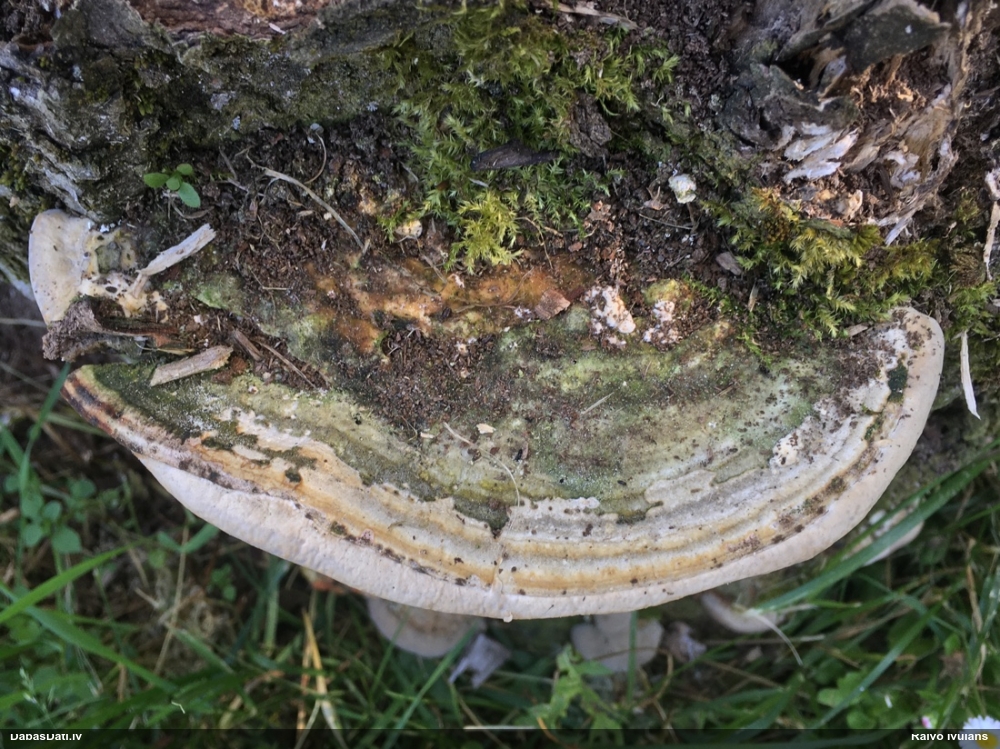 Garenporu tauriņpiepe