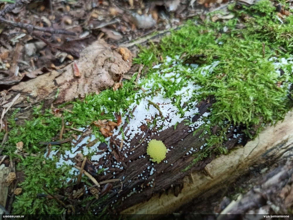 Arcīrija (nenoteikta)