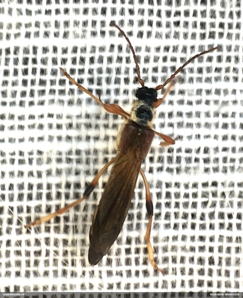 Vītolu slaidkoksngrauzis