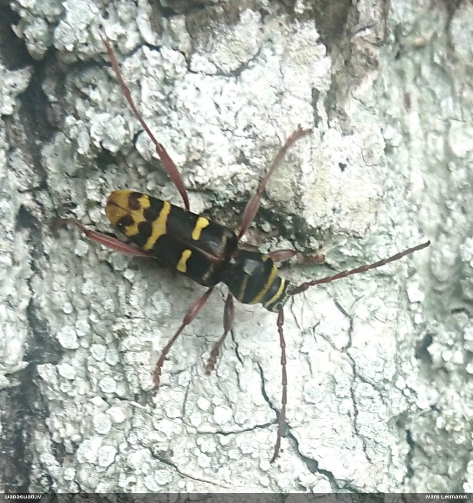 Koksngrauzis Plagionotus detritus