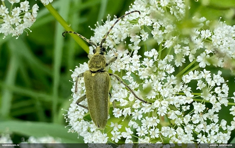 Koksngrauzis Lepturobosca virens