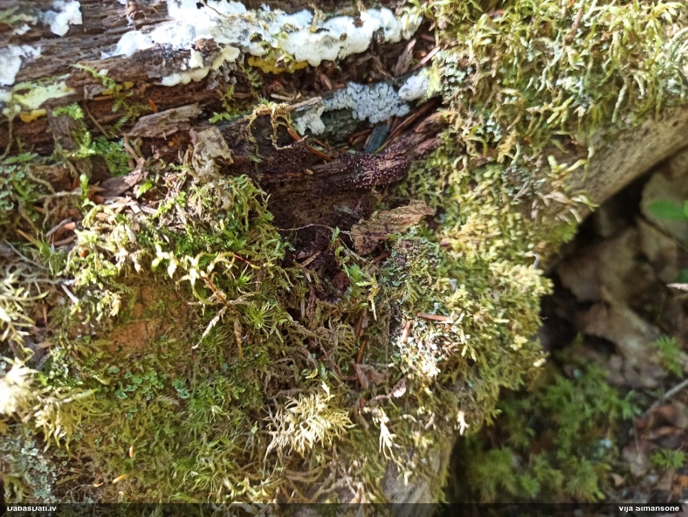 Lākturīte (nenoteikta)