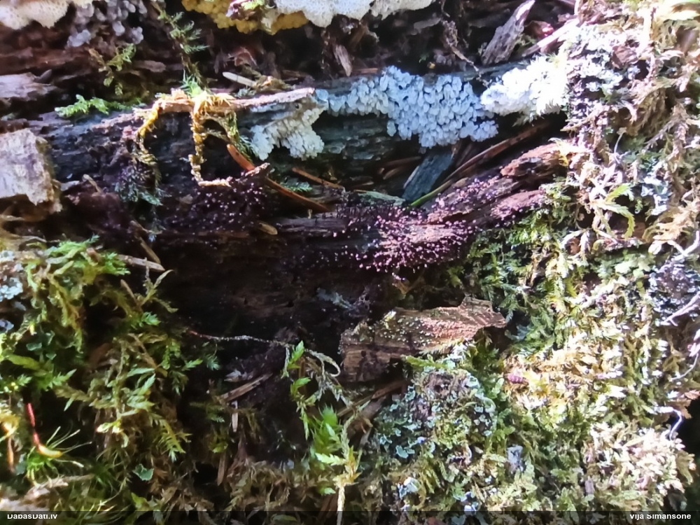 Lākturīte (nenoteikta)