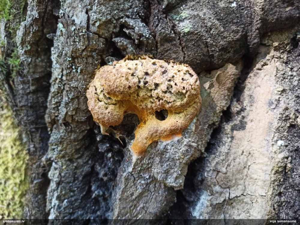 Rūsganais ragansviests