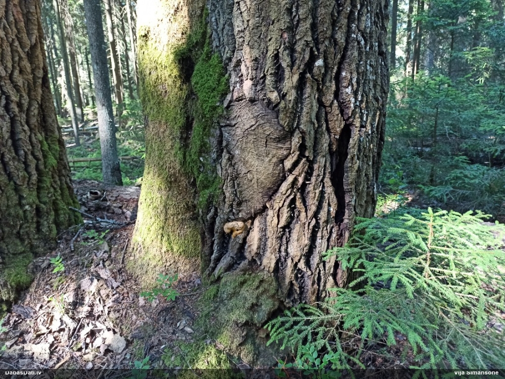 Rūsganais ragansviests