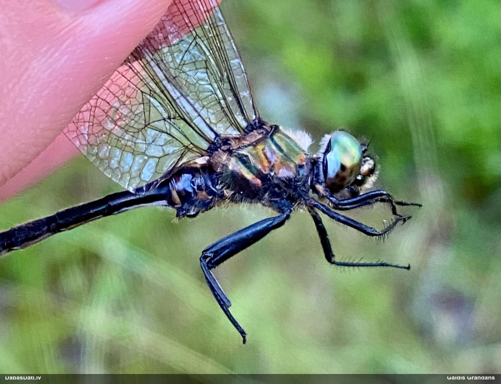 Ziemeļu smargdspāre