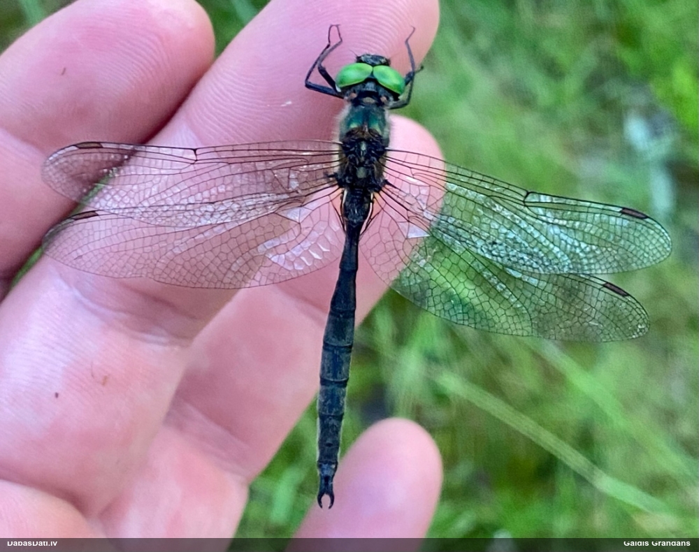 Ziemeļu smargdspāre