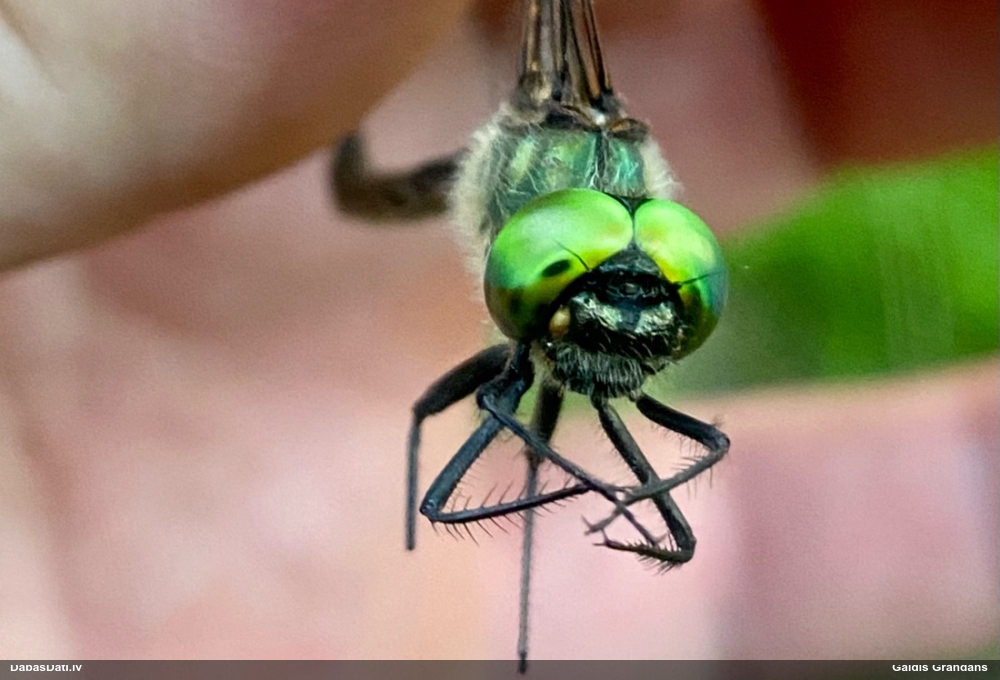 Ziemeļu smargdspāre