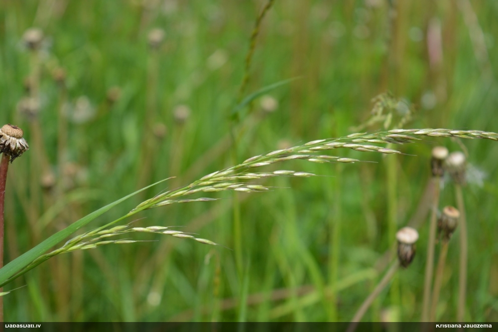 райграс высокий
