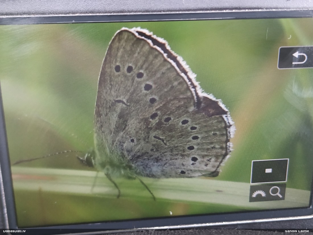 Brūnvālīšu zilenītis