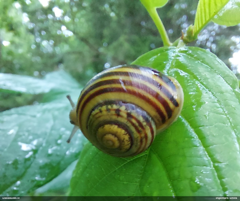 white-lip garden-snail