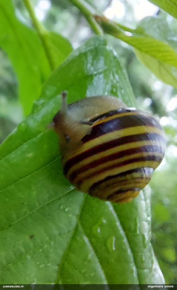 white-lip garden-snail
