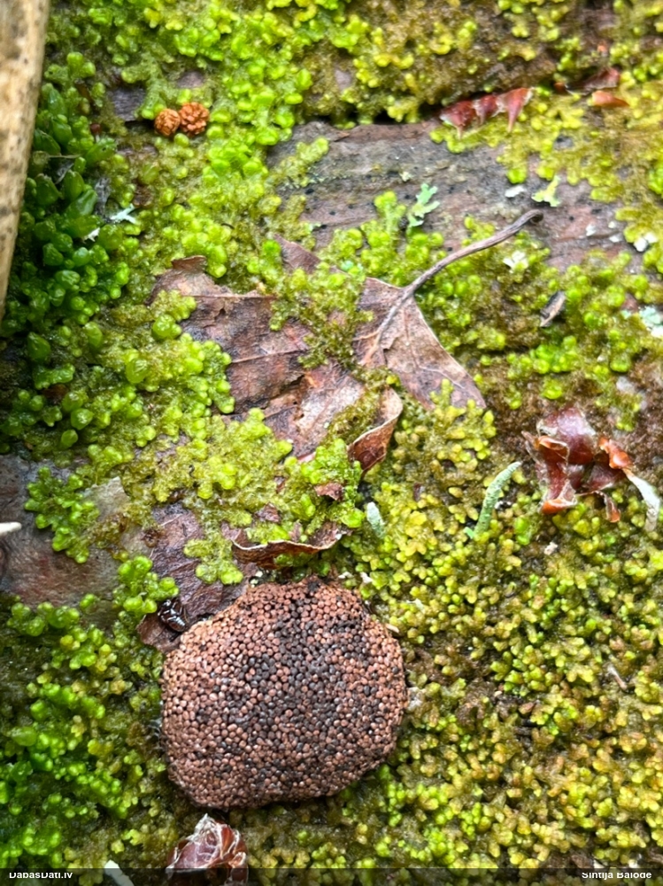 Aveņgļotsēne (nenoteikta)