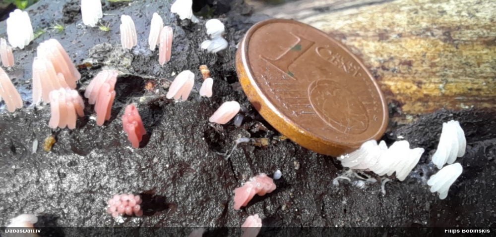 Cilindrīšu dzimtas gļotsēne (nenoteikta)