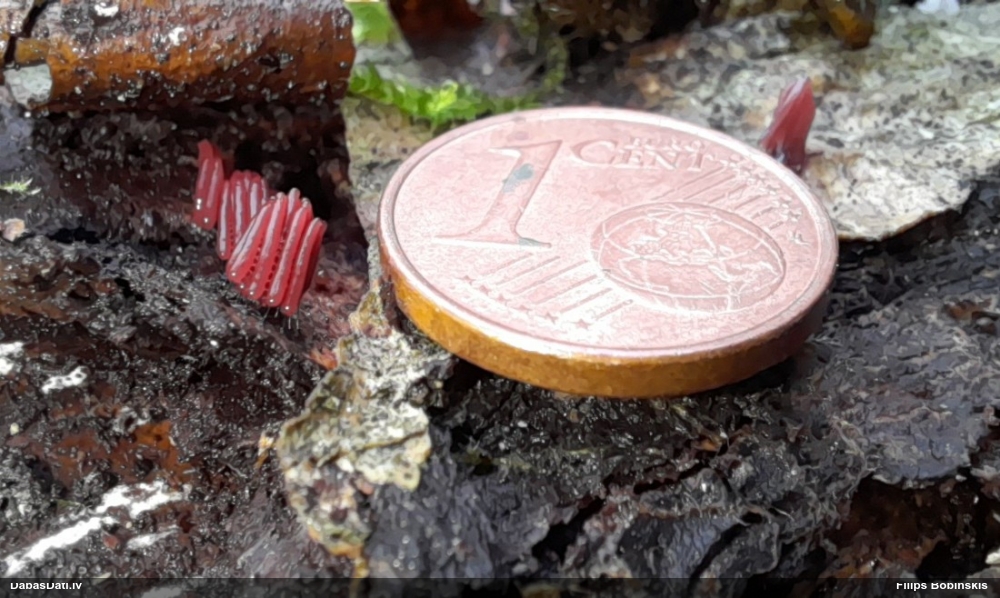 Cilindrīšu dzimtas gļotsēne (nenoteikta)