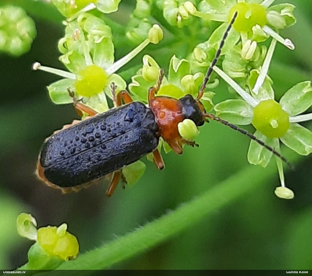 Mīkstspārnis Cantharis flavilabris