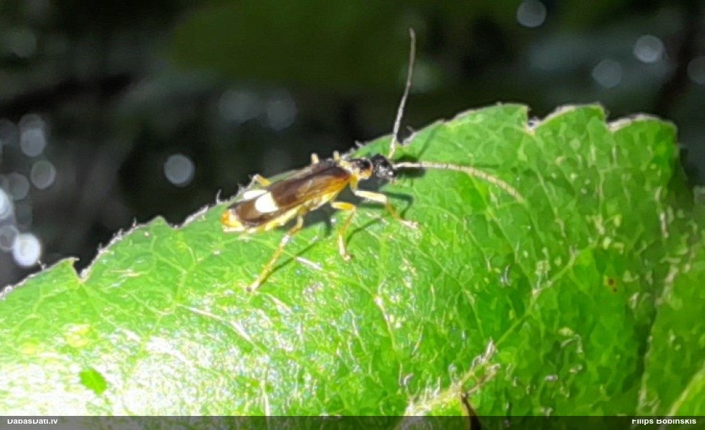 Mīkstspārnis Malthinus sp.