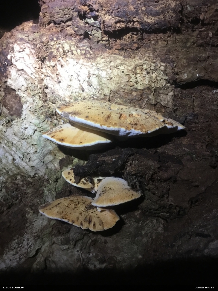 Piepe Buglossoporus pulvinus