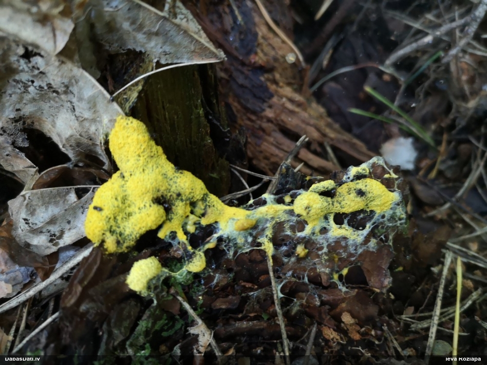 Dzeltenais ragansviests