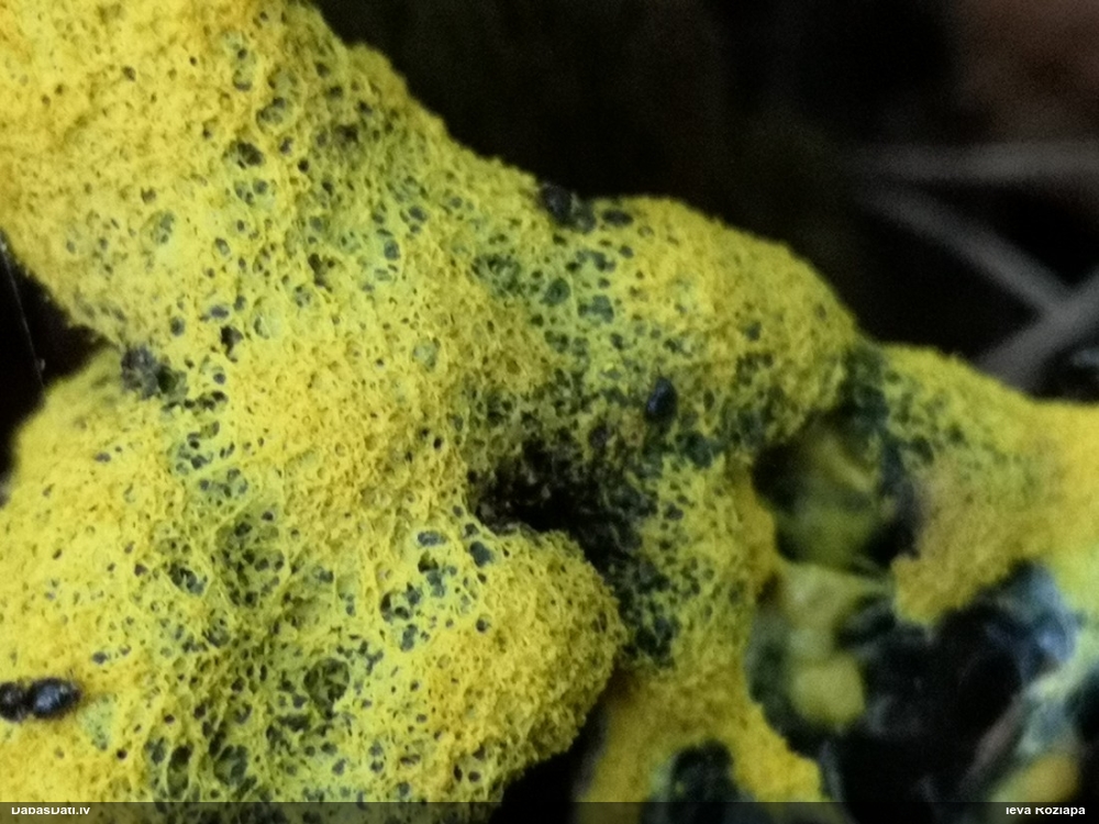 Dzeltenais ragansviests