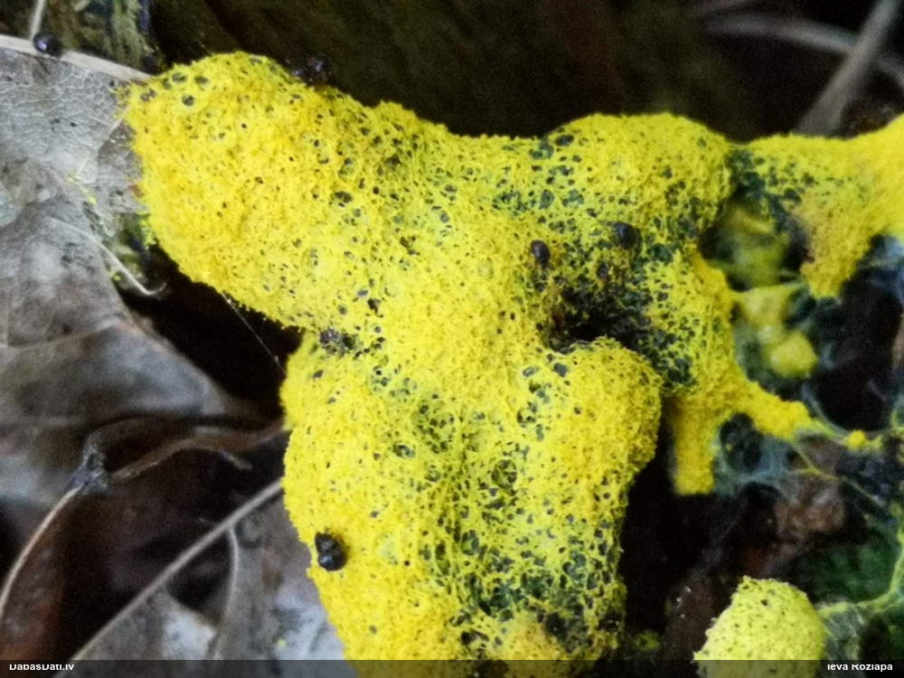 Dzeltenais ragansviests