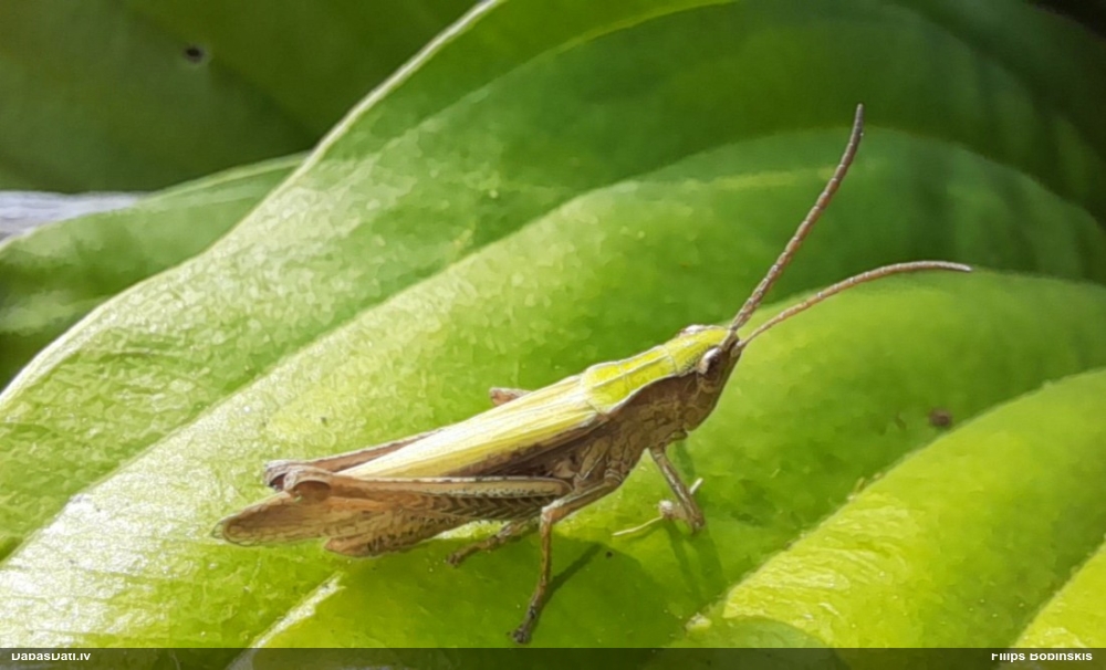 Sisenis Chorthippus dorsatus