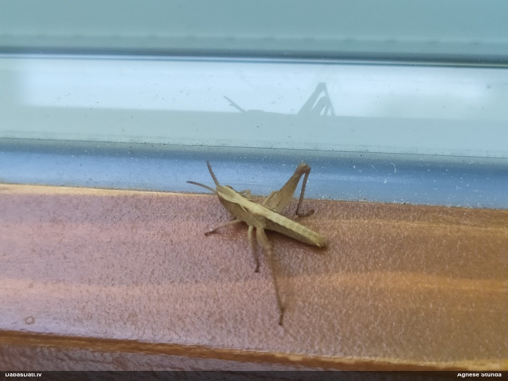 Sisenis (nenoteikts)