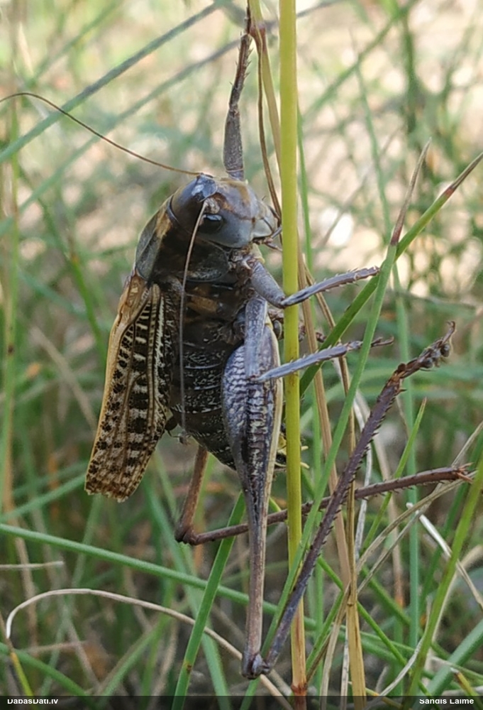 Pļavu dižsienāzis