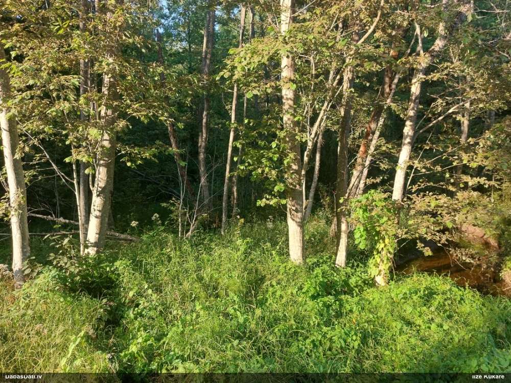 Lielais torņgliemezis